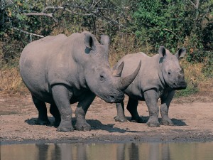 Rhino mother and calf